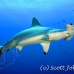 shark_hammerhead_scalloped_dar_h_0247_ecu1032.jpg